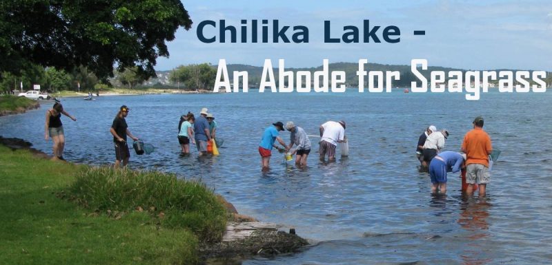 chilika-lake-Odisha-seagrass-20%-india