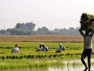 Indian Agriculture