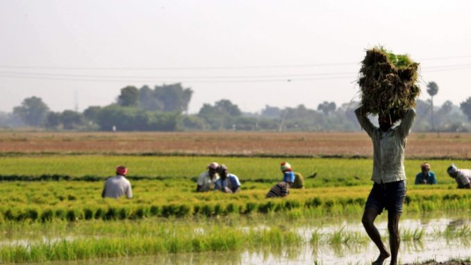 Indian Agriculture