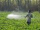 Regulate Pesticides Approved